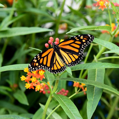 A monarch butterfly rests on vibrant orange and yellow flowers surrounded by green leaves.