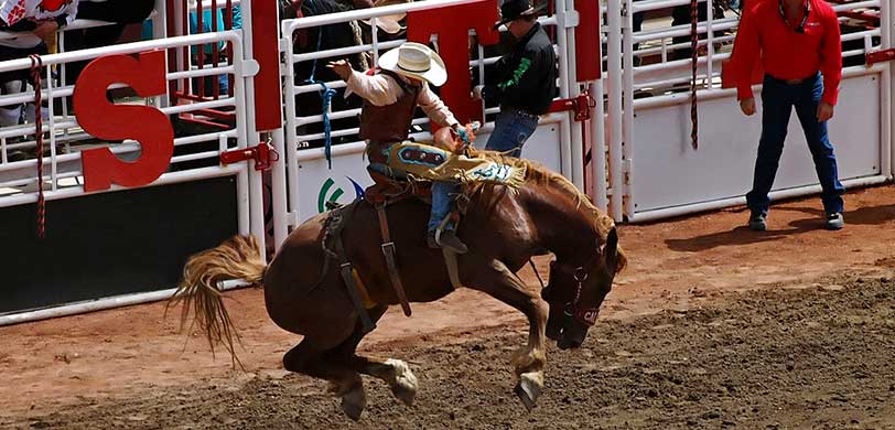 Calgary Stampede Rodeo