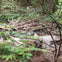 Muir Woods