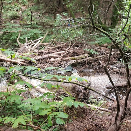 Muir Woods