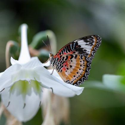 Cockrell Butterfly Center at the Houston Museum of Natural Science: Entry Ticket
