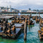 Numerous sea lions rest on wooden docks in a harbor, with a cityscape and buildings visible in the background.