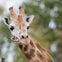 Close-up of a giraffe's head and neck with a blurred green and brown natural background.