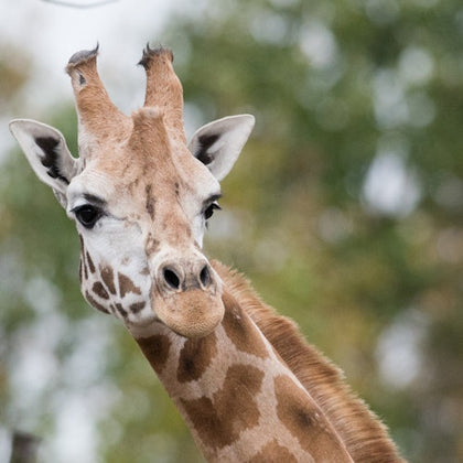 Close-up of a giraffe's head and neck with a blurred green and brown natural background.