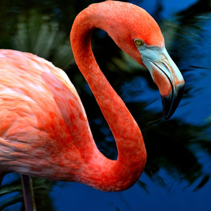 Flamingo Gardens: Skip The Line Ticket