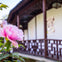 Dr. Sun Yat-Sen Chinese Garden: Entry Ticket + Guided Tour Option