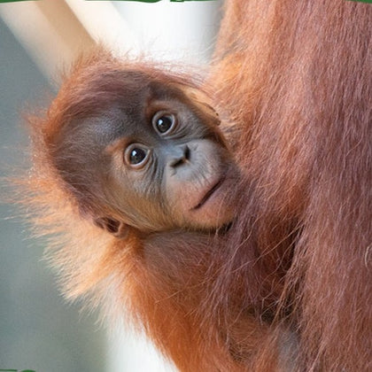 A baby orangutan clinging to its parent's fur, looking curiously toward the camera.