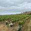 Ru Vango Winery