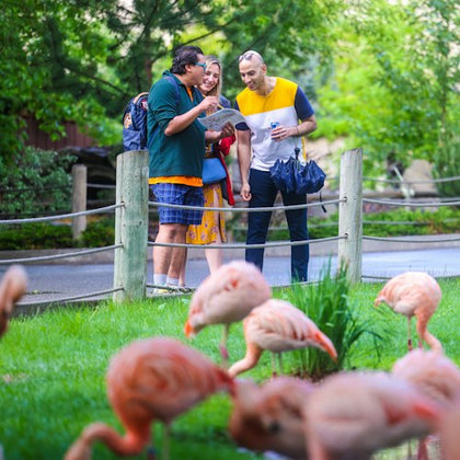 Three people smile and look at a guide near a fence, with several flamingos in the foreground and greenery in the background.