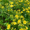 A dense patch of small yellow flowers with green foliage growing outdoors.