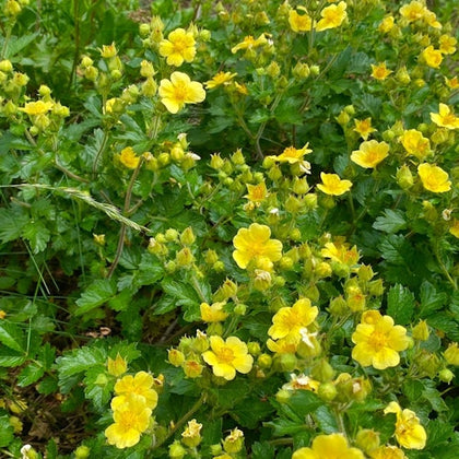 A dense patch of small yellow flowers with green foliage growing outdoors.