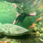 A swimmer in a wetsuit interacts with a shark underwater, surrounded by rocks and green-tinted water.
