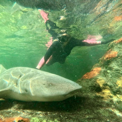 A swimmer in a wetsuit interacts with a shark underwater, surrounded by rocks and green-tinted water.