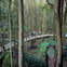 Walk through the majestic Rainforests
