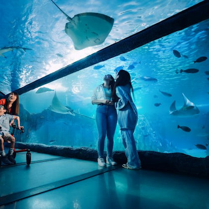 People observing aquatic animals in an underwater tunnel at an aquarium, surrounded by fish and stingrays.