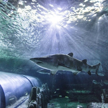 A shark swims in a large aquarium with sunlight streaming from above and a tunnel visible at the bottom left corner.