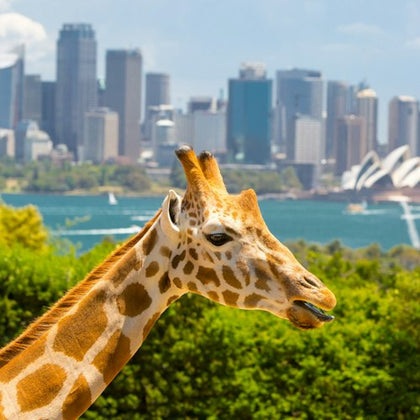 Taronga Zoo: Ferry Transfer + Entry Ticket