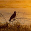 Wildlife @ Sunset