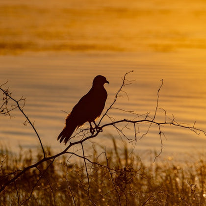 Wildlife @ Sunset