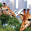 Two giraffes in a green area with the Sydney Opera House and city skyscrapers visible in the background.
