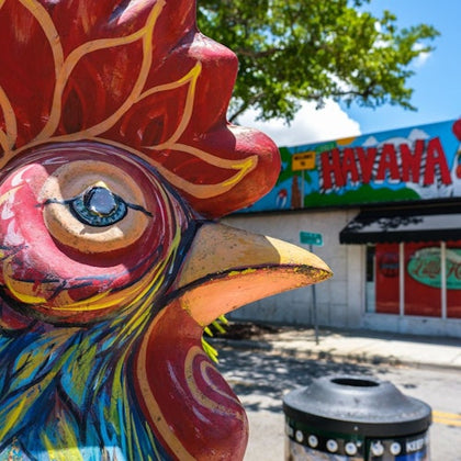 Find as many roosters as possible and learn their importance for the Cuban culture