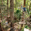 People wearing safety gear navigate wooden platforms and bridges among tall trees in a forest adventure park.