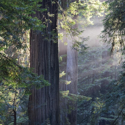 From San Francisco: Day Trip to Muir Woods & Sausalito