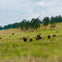 A herd of bison grazing in a grassy meadow with scattered trees under a cloudy sky.