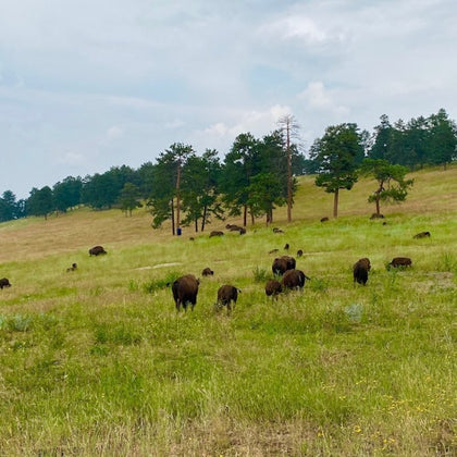 A herd of bison grazing in a grassy meadow with scattered trees under a cloudy sky.