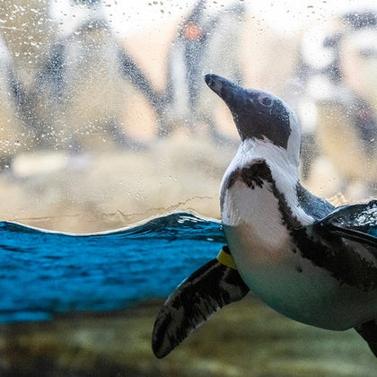 African penguin colony in African Hall.