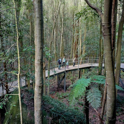 Embark on a guided walk through an ancient rainforest