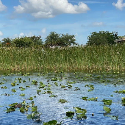 everglades