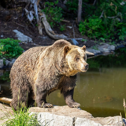 A brown bear standing on a rock near a pond in a forested area, looking to the side under sunlight.