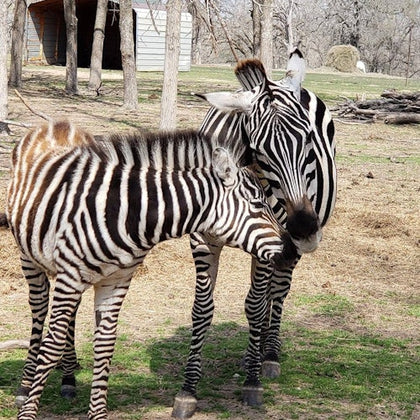 Franklin Drive Thru Safari: Entry Ticket