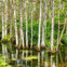 Big Cypress