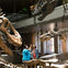 Two people observe dinosaur skeletons displayed in a museum exhibit, surrounded by large fossilized skulls and bones.