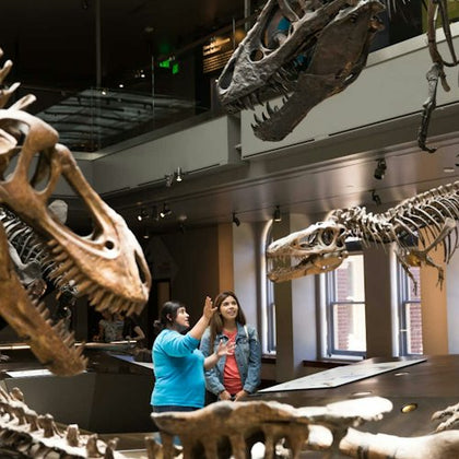 Two people observe dinosaur skeletons displayed in a museum exhibit, surrounded by large fossilized skulls and bones.