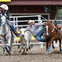 A rodeo scene with a rider on a white horse chasing a steer, while another cowboy attempts to wrestle it to the ground.