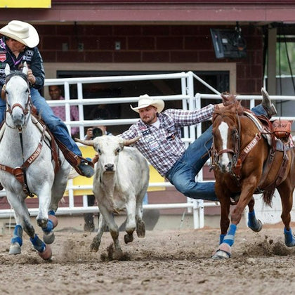 A rodeo scene with a rider on a white horse chasing a steer, while another cowboy attempts to wrestle it to the ground.