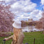 A person wearing a white hat and beige coat looks at a lake surrounded by cherry blossoms with a castle-like building in view.