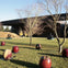 A sculpture garden with large apple sculptures, leafless trees, and a modern building in the background under a clear sky.