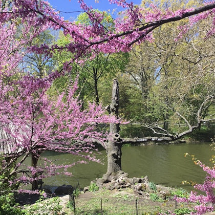 Spring blossoms on the Lake
