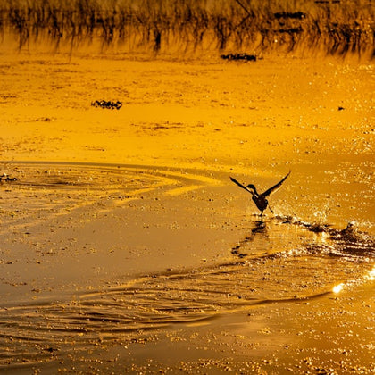 Wildlife at Sunset