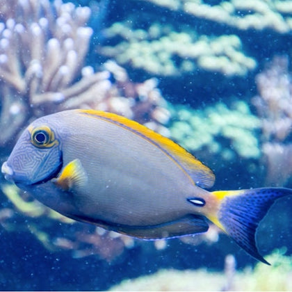 SEA LIFE Aquarium at American Dream: General Admission