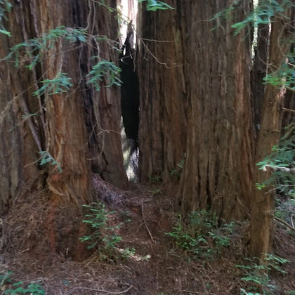 Muir Woods