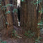 Muir Woods