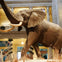 A large elephant statue displayed in a museum lobby, with decorative columns and exhibits visible in the background.