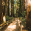 A dirt path with wooden railings winds through a forest of tall redwood trees under sunlight.