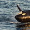 Long Beach Whale Watching & Dolphin