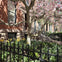 A flowering tree with pink blossoms in front of a brick building, surrounded by a garden and a black wrought iron fence.